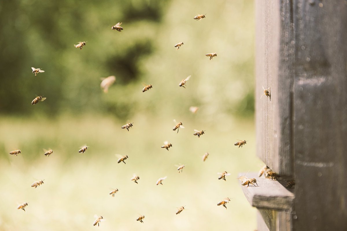 ProTecDi's tweet photo. Monumento a la abeja. “Agrikultura”, trienal de obras públicas e intervenciones urbanas. 

#SalvemosLasAbejas.
Carpenter | Lowings
Malmö / Suecia.
2017.
#DíaMundialDeLasAbejas. https://t.co/2xJqMTP75v