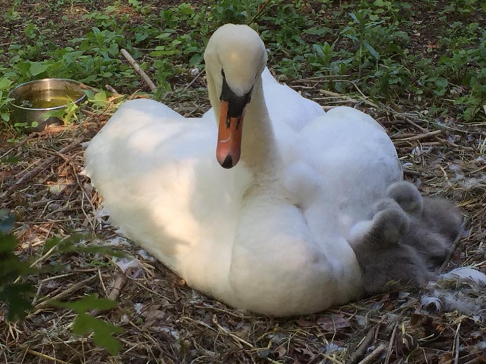 BirdTableDuck's tweet photo. @GraceW_BM Grace,  Have a look at this pic.  Got loads of pic's if you want to publish them or you send can round a journalist to take professional pics. https://t.co/AMkk9JR3jD