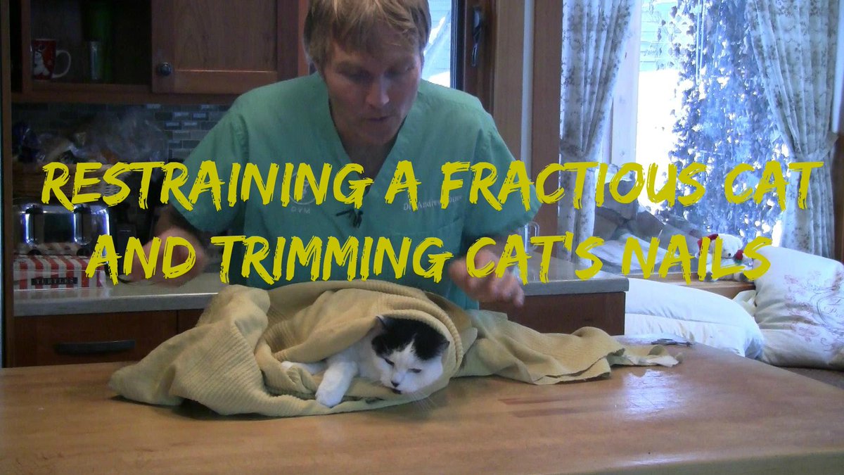petsgrow's tweet photo. How To Restrain a Fractious Cat and Trim Cat Nails https://t.co/GTL8aCE8Tb https://t.co/inWz1Xnz7J