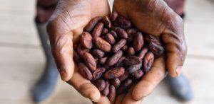 Getting accurate data about the fine #cocoa market isn’t easy, as Dr @carladmartin  explained in the May issue of C&amp;CI buff.ly/2FuBjEG