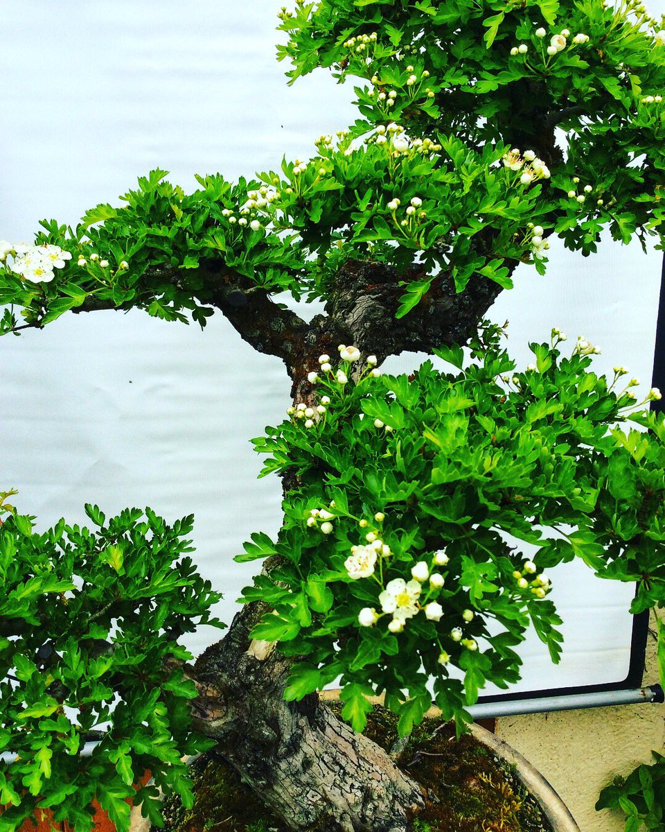 Billybaker52's tweet photo. Hawthorn, Crataegus monogyna or the May-tree, is the only British plant named after the month in which it blooms 🌸 it is also #WorldBeeDay the hawthorn is know to support over 300 insects 🐝 #Bonsai #bonsaitree @BBCEarth https://t.co/qkeSzZvCsb