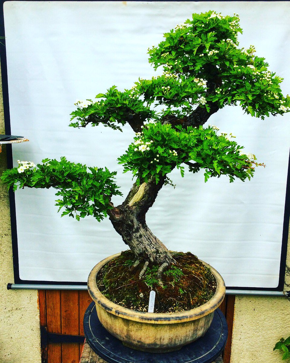 Billybaker52's tweet photo. Hawthorn, Crataegus monogyna or the May-tree, is the only British plant named after the month in which it blooms 🌸 it is also #WorldBeeDay the hawthorn is know to support over 300 insects 🐝 #Bonsai #bonsaitree @BBCEarth https://t.co/qkeSzZvCsb
