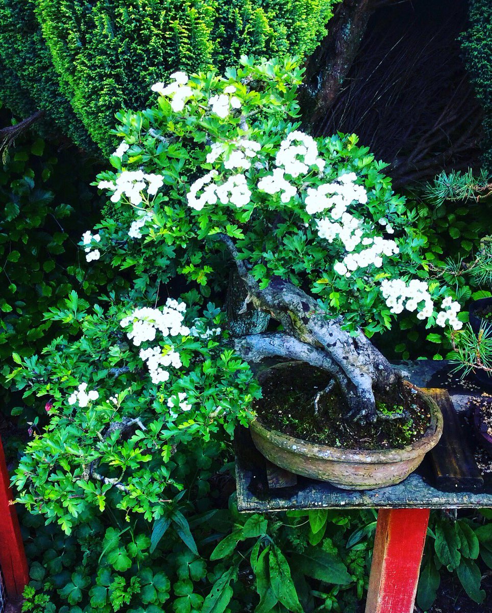 Billybaker52's tweet photo. Hawthorn, Crataegus monogyna or the May-tree, is the only British plant named after the month in which it blooms 🌸 it is also #WorldBeeDay the hawthorn is know to support over 300 insects 🐝 #Bonsai #bonsaitree @BBCEarth https://t.co/qkeSzZvCsb