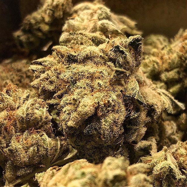 weedrev420's tweet photo. #gg4 #gorillaglue4 from @greyarea420 and it’s winter again look at the frostiness and how clustered in trichomes the buds are !!!🔥🔥🔥🔥🔥🔥
STRAIGHT FUEGO MY GUY !!!
-
-
-
-
-
-
-
-
-
-
-
-
-
-
-
#weedstagram #weedporn #420 #710 #instaweed #marijuana… https://t.co/z8uiIc5LBB https://t.co/S0yXHFKLHC