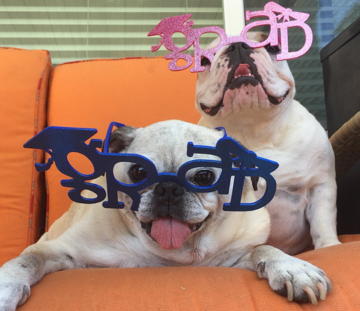 LoulouHoltz's tweet photo. Congratulations to all the 2018 #graduates. We are very proud of you. Especially our graduates of Notre Dame and ST Mary’s @erin.longo @brennamoxley we love you bunches ❤️❤️❤️ #youdidit #congratulations #nddog #notredamedog #partytime #graduation https://t.co/57NUmVm3tr
