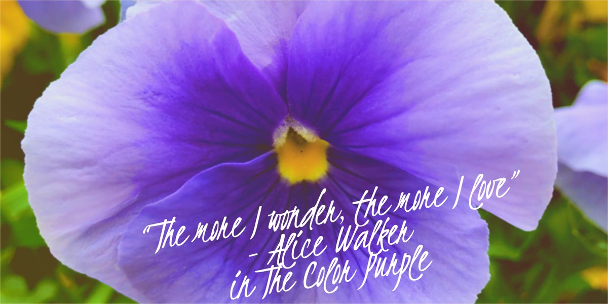 myl's tweet image. “The more I wonder, the more I love” - Alice Walker. Indeed. Have a wonderful Sunday! #alicewalker #thecolorpurple #sundaymorning #flowers #mindfulness