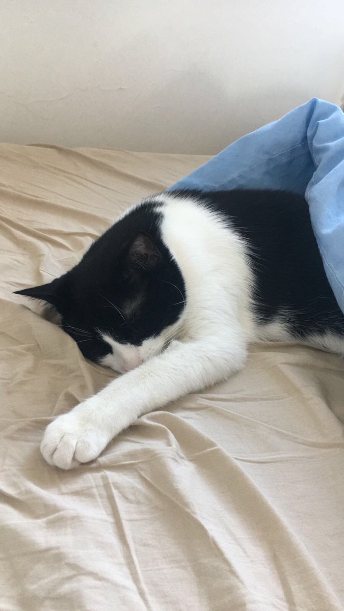 manmugar's tweet photo. Here’s your daily #PrinceTheCat #academicswithcats https://t.co/0Mzyir7PgN