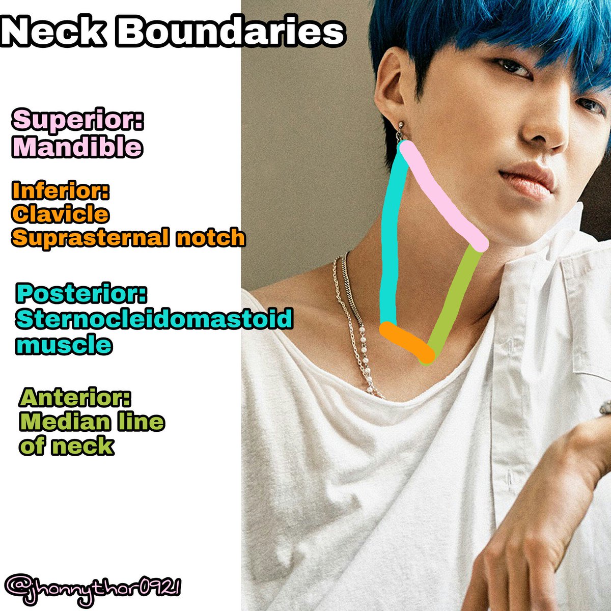 15. Neck Boundaries with my favorite neck modelI've been studying too much bananas that I missed doing this thing .  #ForEducationalPurpose