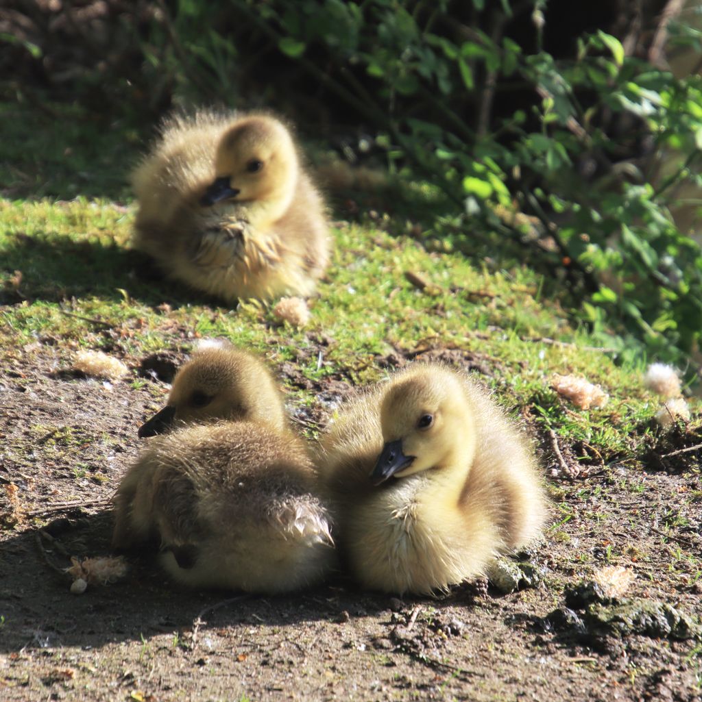 AnneTrader's tweet photo. After just a few days of feeding, the mother goose allows us to get fairly close to here little ones.
-
This picture was taken after they had just finished eating.
-
-
#epsom #surrey #goslings https://t.co/Vi7MG33CpH