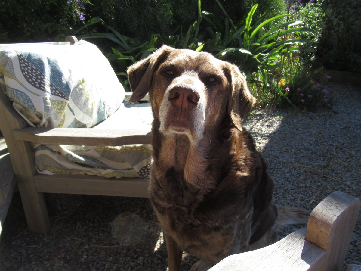 RomancingAmy's tweet image. Henry the love dog. ❤️❤️❤️ Love of my life. Happy #NationalRescueDogDay! #AdoptDontShop!