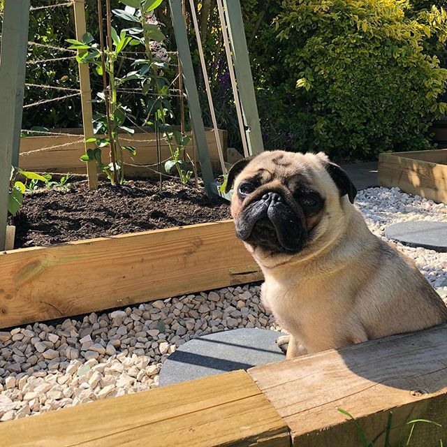 My humans don’t feed me enough - so I’m growing my own. 🌱🥦🥒🌽
#pug #pugs #pugmania #cutepetclub #cutepuppy #pugdaily #pugsofinstagram #petsofinstagram #pet #pets #speakpug #dogs #dogsofinstagram #pugsofig #thetomcoteshow #obsessedwithpugs #puppiesofin… ift.tt/2GAweey