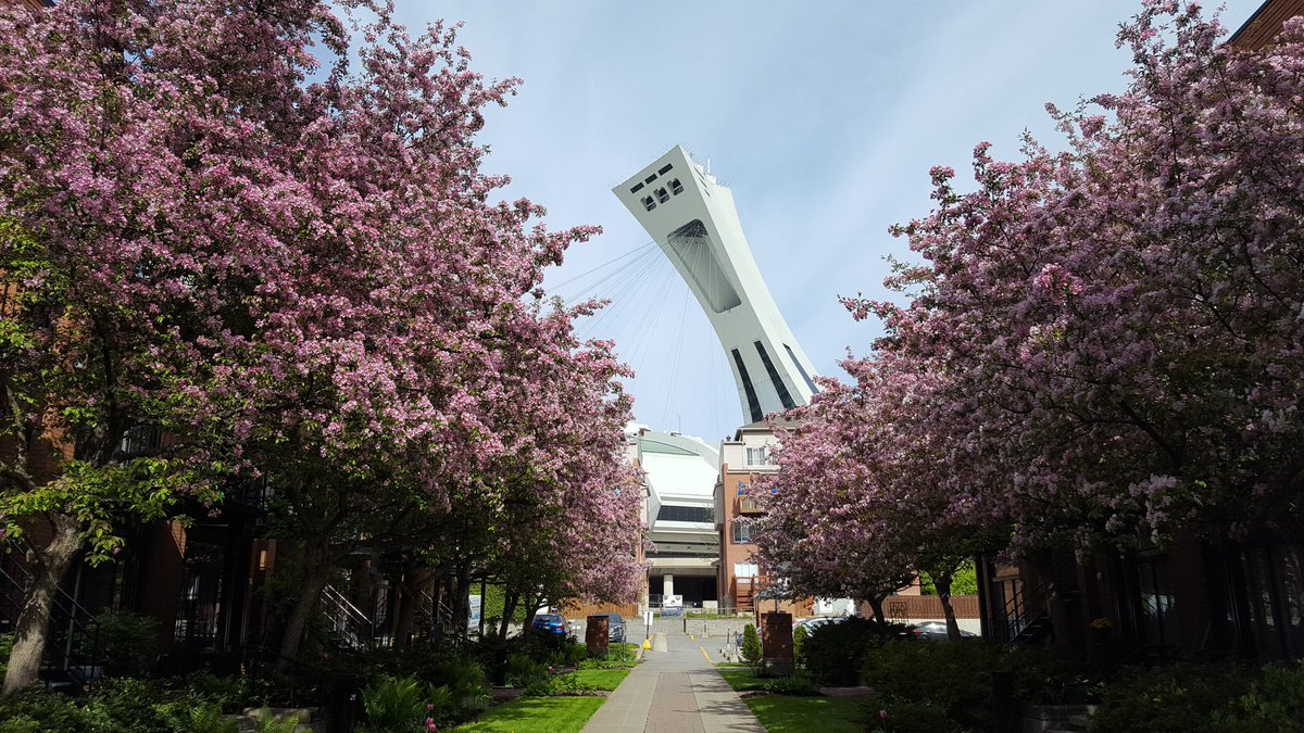 orchidee153's tweet photo. Le #printemps est arrivé au #stadeolympique. Les #pommiers sont en #fleurs 🏵 Ça sent #bon. #mtl #landmark https://t.co/CDXU3y1xF0