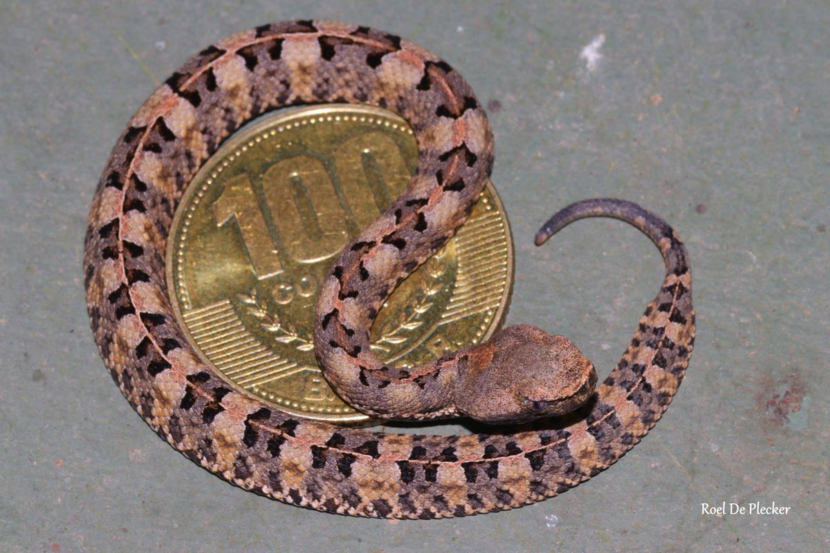 Reptilandia's tweet photo. Come and see our tiny newborn Lansbergs' pitvipers (Porthidium lansbergii rozei) in our nursery! Friday feeding day @Reptilandia  #thingstodo #dominical #snakes https://t.co/pIN3rAuTR9