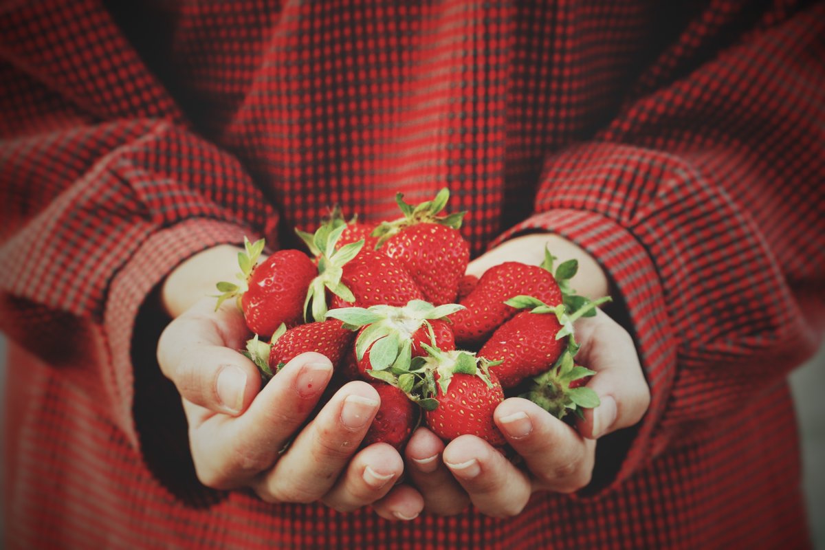 makekitfood's tweet image. British berry season is up and running, so why don't you celebrate by picking some strawberries? 💚

Picking strawberries is a great Spring weekend activity and there are a number of pick-your-own farms around! Handpicked strawberries would definitely make a great dessert! 🍓
