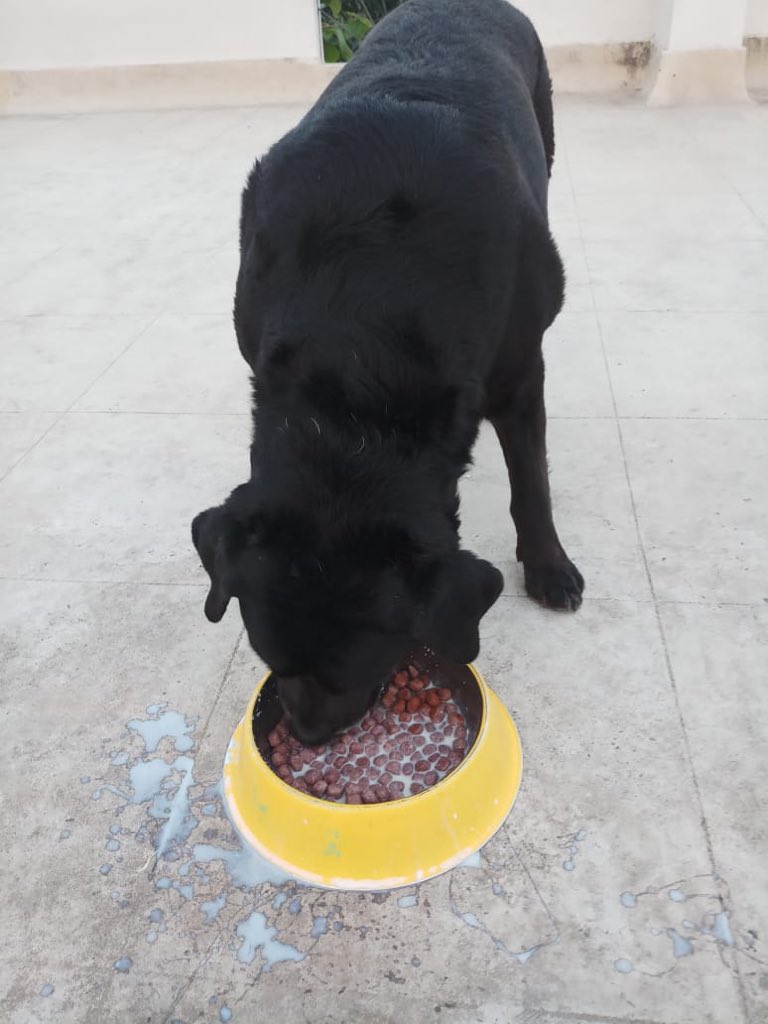 404_fonde's tweet photo. One Love.
#blacklabrador #lovehasatail #pawperfect #thingswedoforlove https://t.co/BG7cTkxzrJ