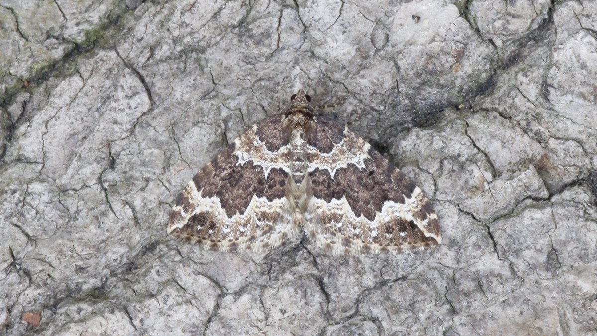 New species for the year Healey VC65: White Ermine, Pale-shouldered Brocade, Flame Shoulder and Water Carpet <a href="/JillWarwick/">Jill Warwick</a> <a href="/DoubleKidney/">Charles Fletcher</a> <a href="/whitfieldbenson/">Whitfield Benson</a>