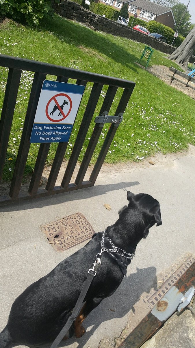 LaciesCosmoJrny's tweet photo. I hate that I can take my dog everywhere with me.. but we make it work.

#dogsoftwitter #Rottweiler #dogsnotallowed https://t.co/4pwHzYbk3t