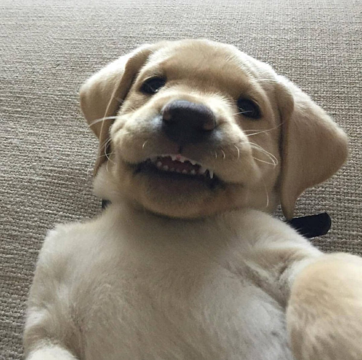 faunusdog's tweet photo. Cuando abres la auto cámara sin querer https://t.co/cZPEtys6aL