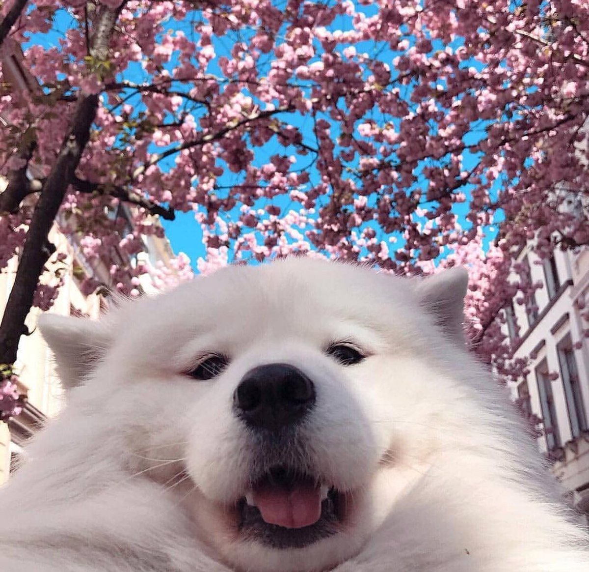 faunusdog's tweet photo. Cuando abres la auto cámara sin querer https://t.co/cZPEtys6aL