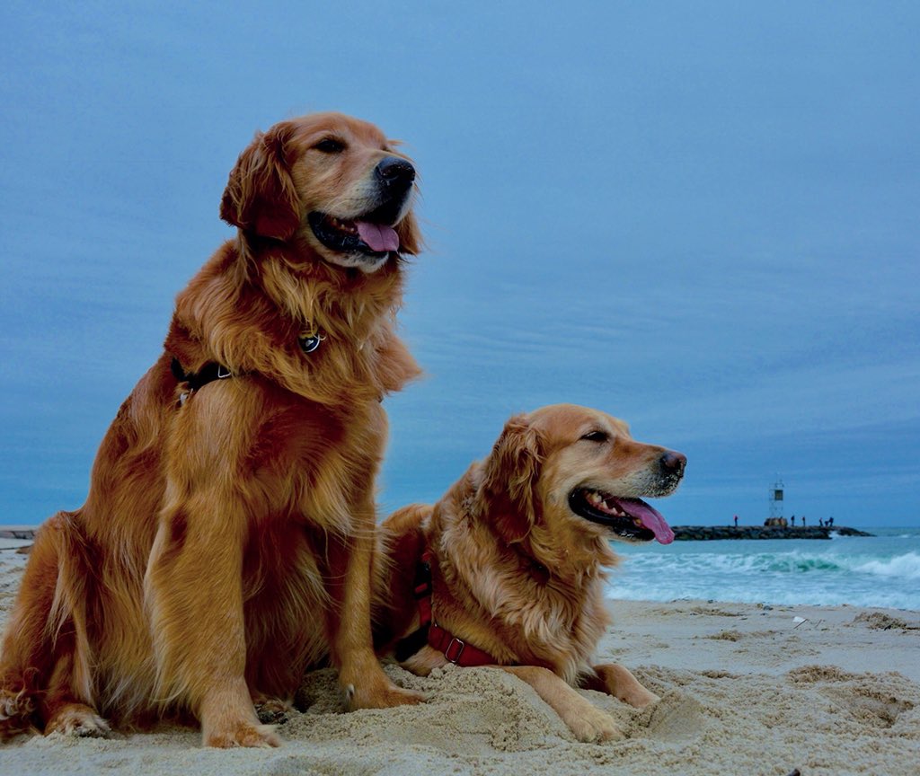 HamptnRetrievrs's tweet photo. Um...Hello?  Sun?  There is no spring in this Spring!
🐾
#springnomore #cloudhampton #maytherebemay #dogsofthehamptons #goldenretriever #goldens #goldens_glee #hamptonbays #hamptonsdog #thehamptons #dogsofinstagram #getoutside #getoutside #bestwoof #hamptons #shinnecock https://t.co/hcrCoXoute