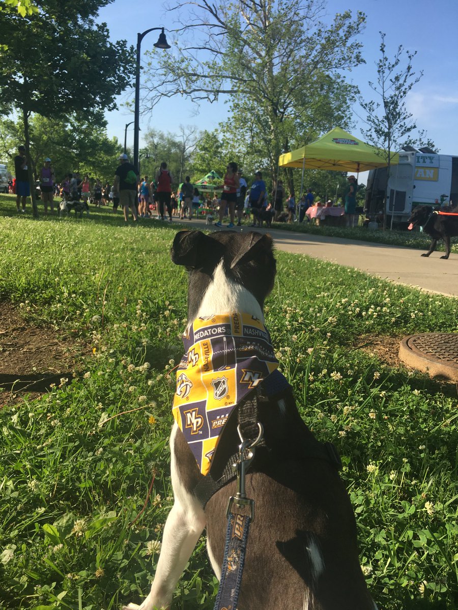 Predxican98's tweet photo. JP sizing the competition and keeping eye on the price !! @nashvillehumane #MuttStrutt #EyeOfTheDog https://t.co/M6lYuobTL8