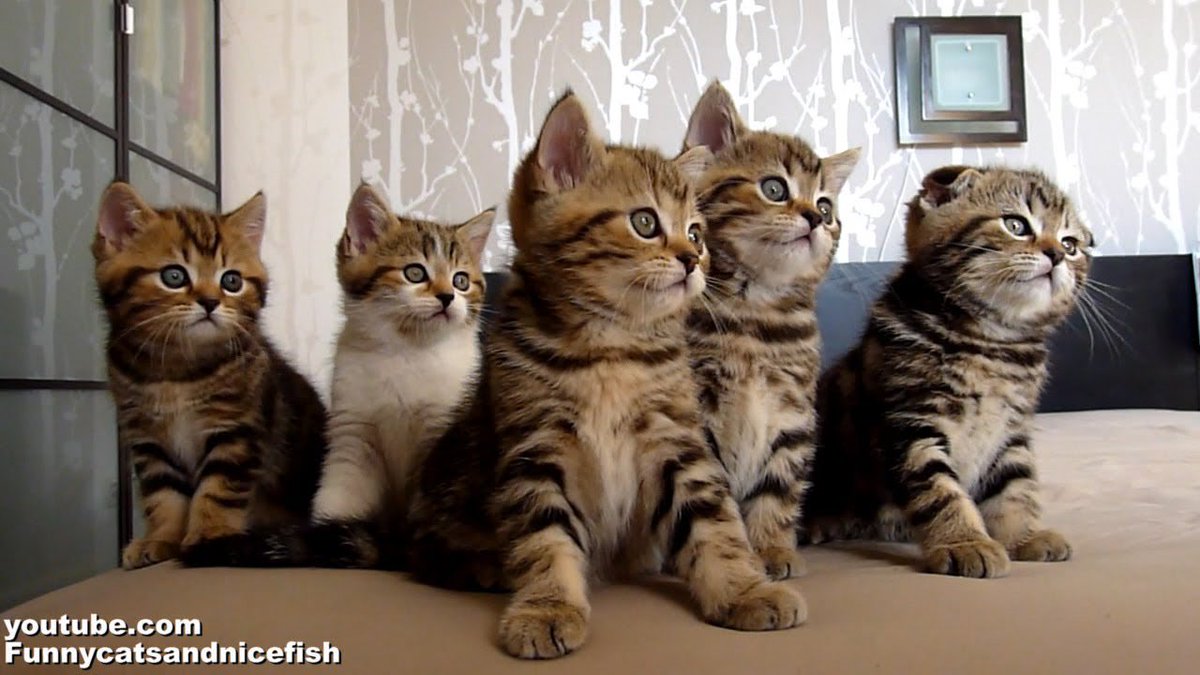petsgrow's tweet photo. Funny Cats Choir | Dancing Chorus Line of Cute Kittens https://t.co/6ATOT5xVLm https://t.co/VDE2b6nGKi