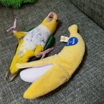 ん？バナナが2本…？バナナになりきるインコｗ