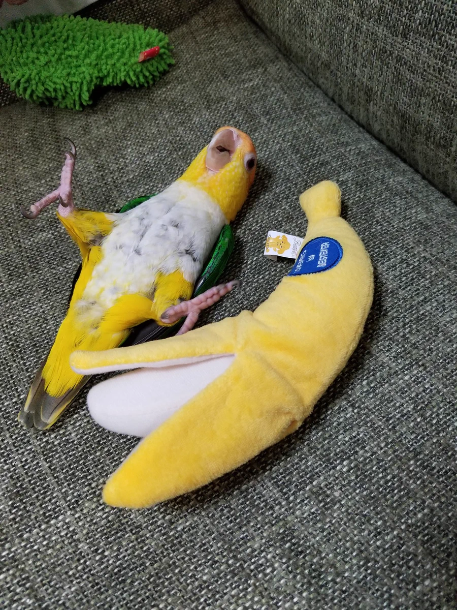 ん？バナナが2本…？バナナになりきるインコｗ