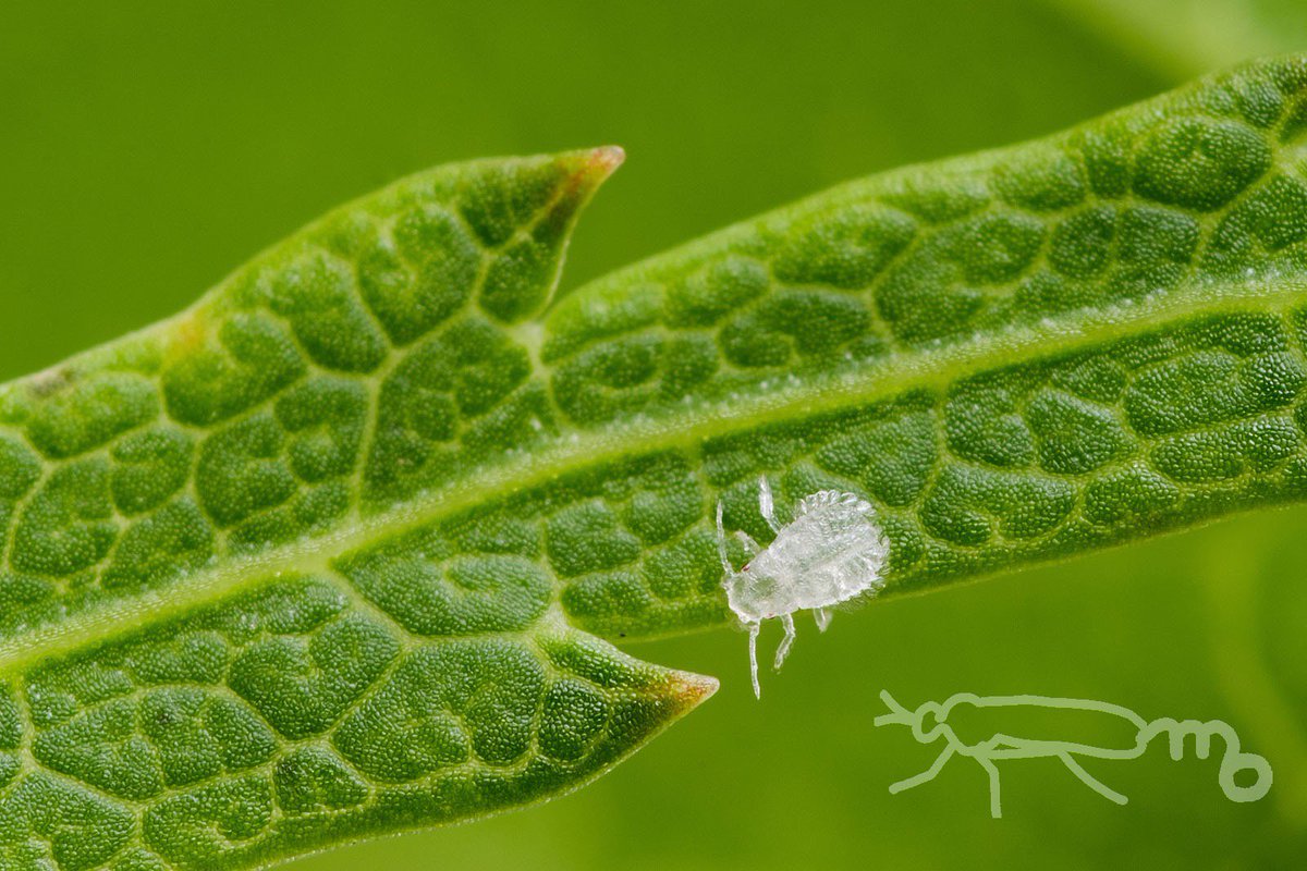 Mouuuusa A Twitter モミジの葉裏に ニタイケアブラムシ の 有翅成虫と越夏型幼虫 真っ白と黄色いのがいる 白い方は歩き出しました