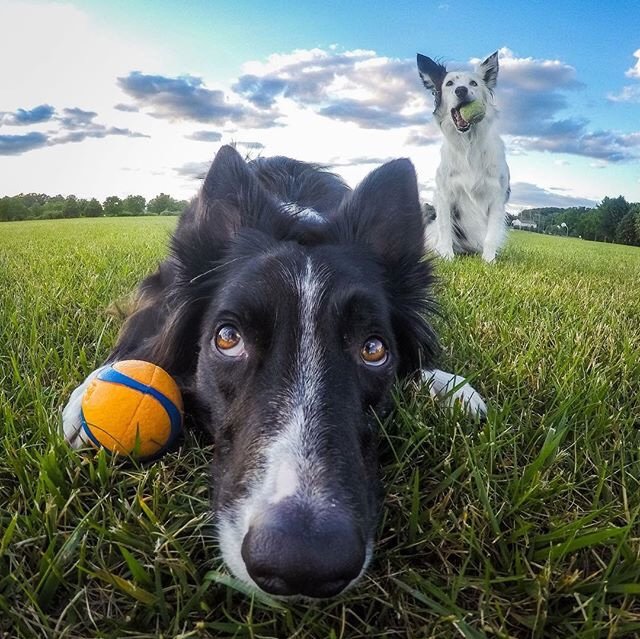 look at these two - they are just amazing.. . ig: kelly_bove credit
.
.
.
.
.
.
#bordercollie #bordercolliepuppy #bordercolliesofinstagram #bordercollies #bordercollielife #dog #pets #dogsofinstagram #dogs #instagood #instadogs #doggo #doggies #parkour #america #us #unitedstates