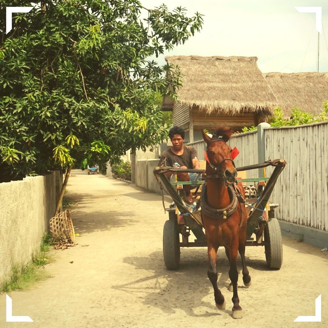 Oceans5Dive's tweet image. There are no motorised vehicles on the Gili Islands. #Cidomos (horse &amp;amp; cart) and bicycles are the main mode of transport here so there's nothing to destroy the peace! #localstyle #emmisionsfree