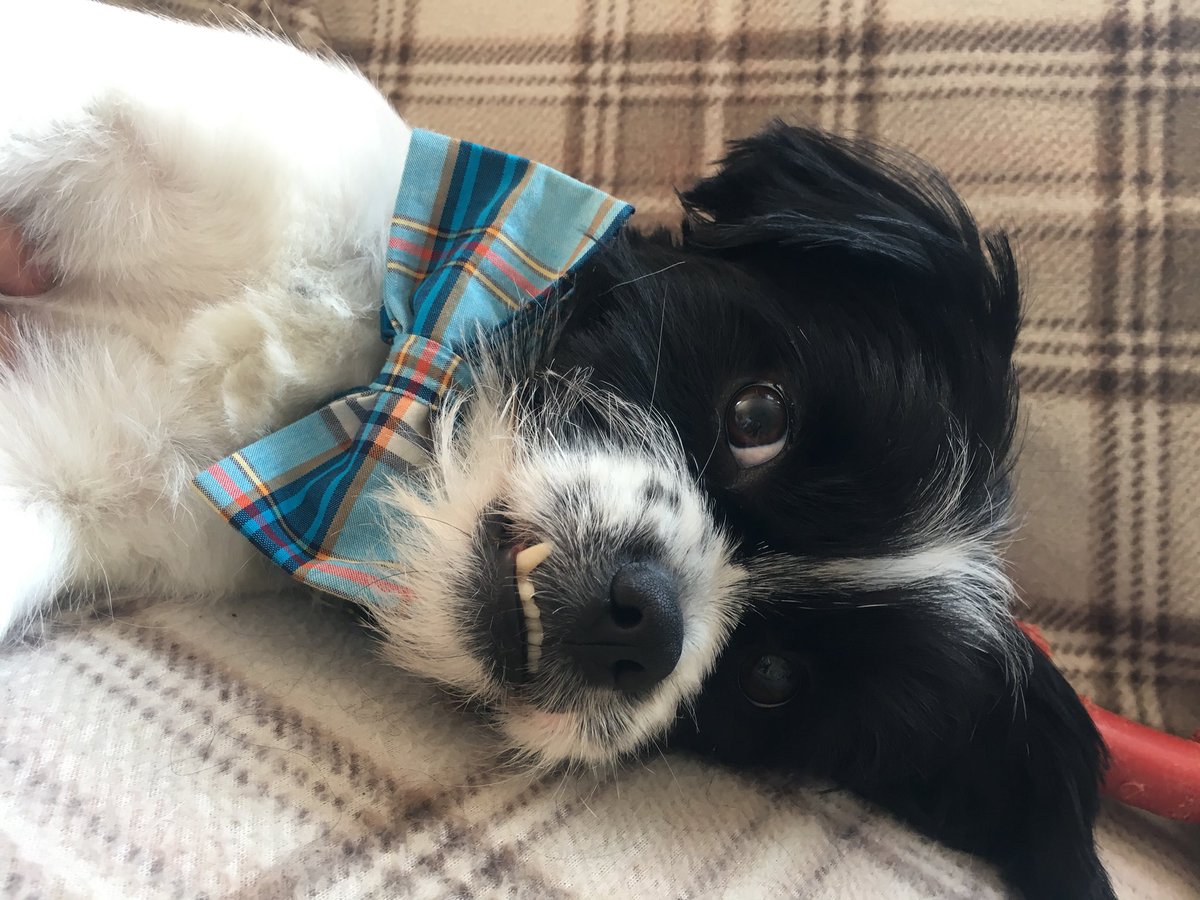 xLauraEdwardsx's tweet photo. @Tilly95156835  new bow tie and a hair cut for Fergus ❤️ https://t.co/O4XK0X6QPz