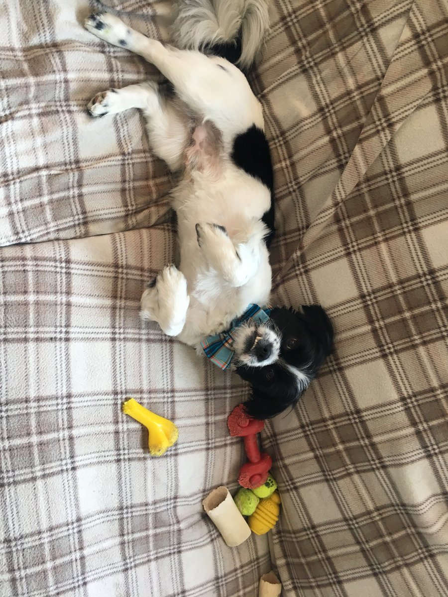 xLauraEdwardsx's tweet photo. @Tilly95156835  new bow tie and a hair cut for Fergus ❤️ https://t.co/O4XK0X6QPz