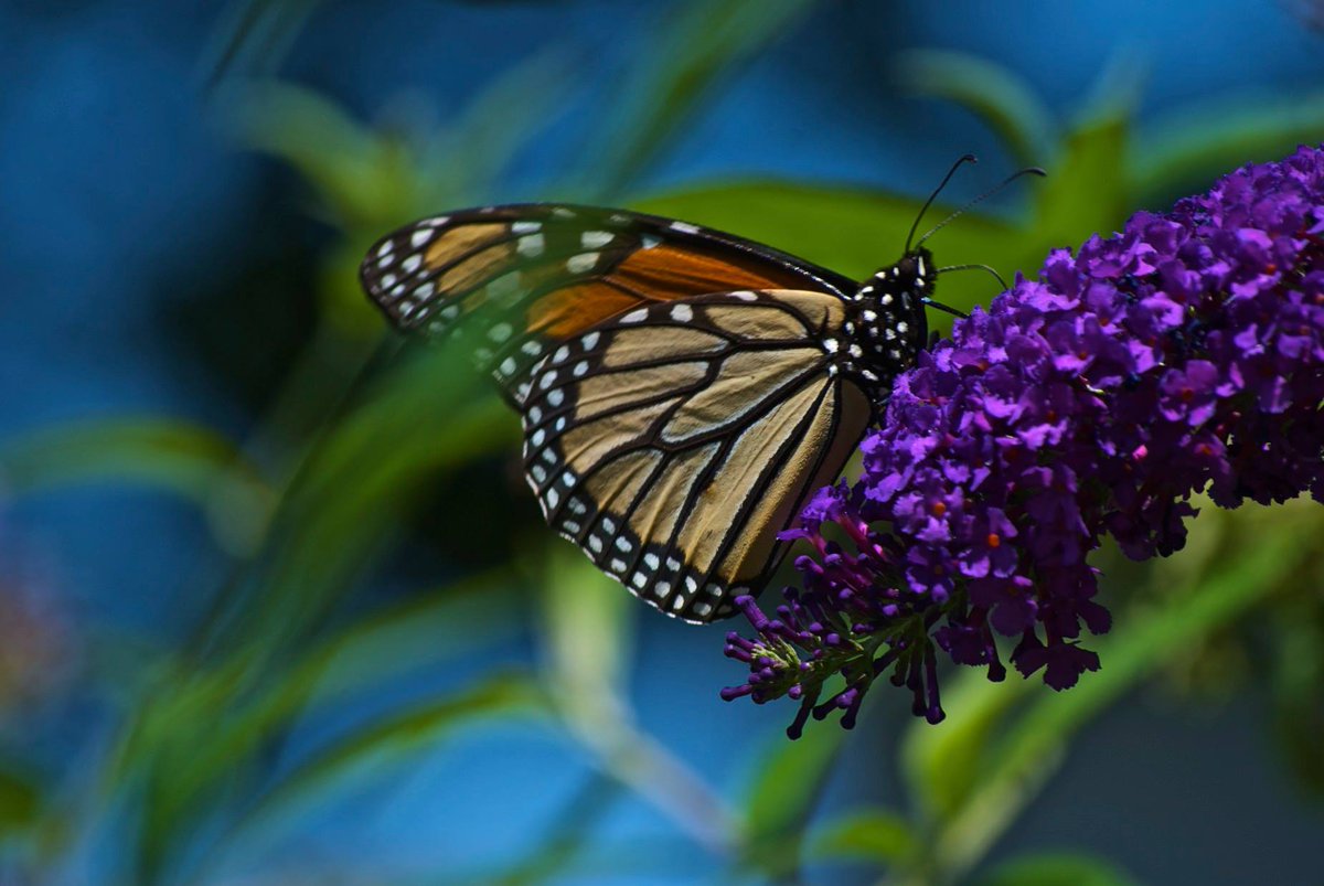 I Dream of #Butterflies caslworks.com/2014/08/03/i-d… via <a href="/CASLworks/">CASLworks</a>