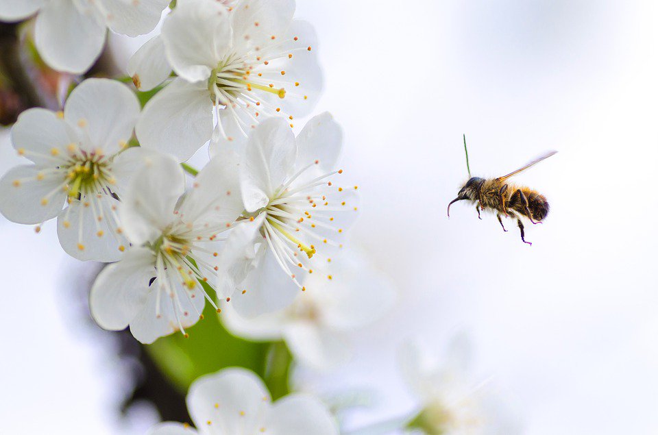 BusinessBee's tweet photo. Life is not easy for any of us. But what of that? We must have #Perseverance and above all confidence in ourselves. We must believe that we are gifted for something and that this one thing must be #Attained (Marie Curie) #BeesNess #Entrepreneurship #WorldBeeDay #LEAD https://t.co/X2y6BlRncY