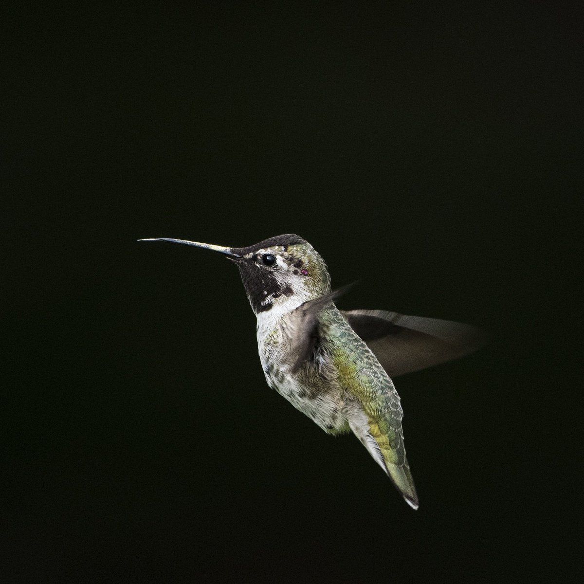 clivebeavis's tweet photo. Anna's hummingbird.This was taken in the morning light in a darker wooded area. Quite pleased with the Joel Satore effect of that combination :)

#wildlifephotography  #naturephotography #birdsinflight #bird #birds  #hummingbird  #annahummingbird  #hmb  @joelsartore #nikon https://t.co/6RimbYqlTm