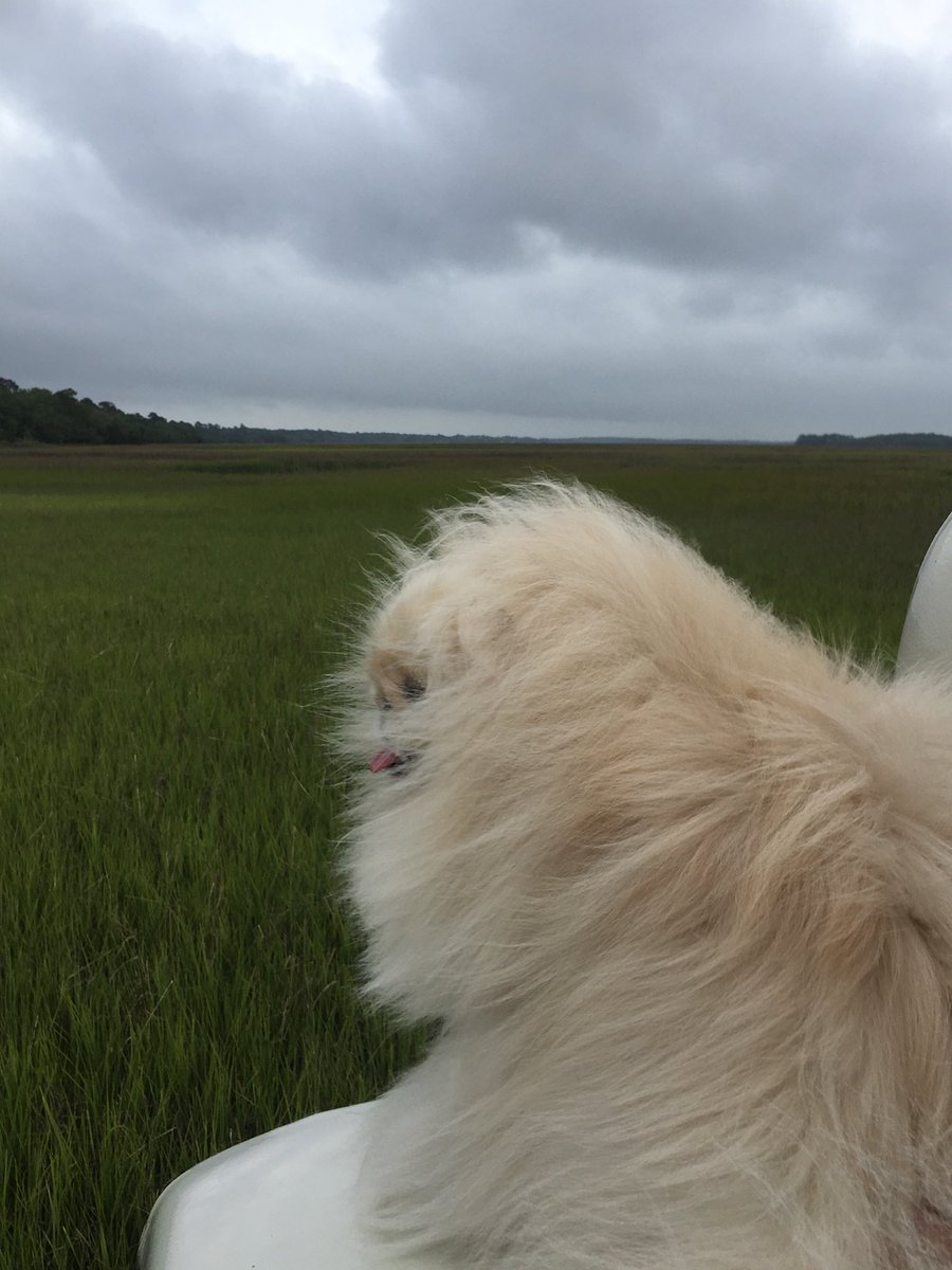 LilCaliGurl's tweet photo. Gud bye my sweet #southerncharm #saltmarshes and smell of #pluffmud till next time. One more stop den home.
.
.
.
#charleston #mtpleasant #southcarolina #caligurl #pekingese #welltraveleddog #throughadogseyes #flamingler #letsgoeverywhere #rvlife #airstreamlife #liveriveted https://t.co/02YZBDAPxe