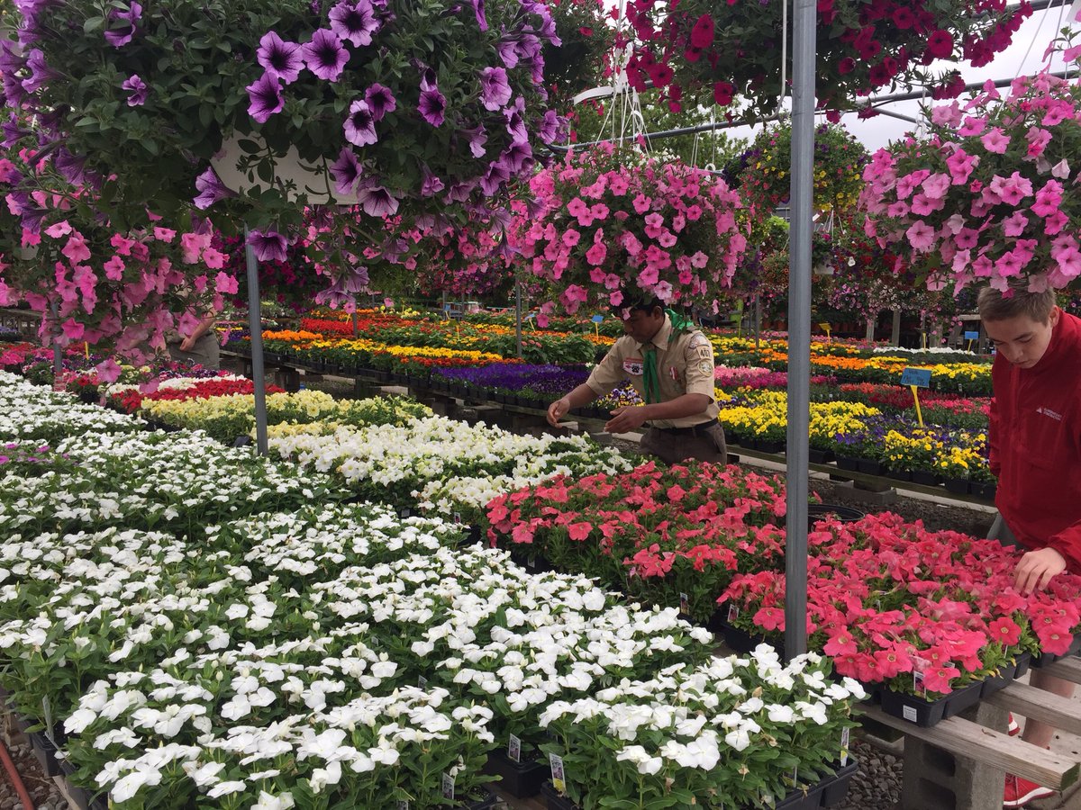 troop407's tweet photo. Scout Flower Day!
Visit Canton Floral Gardens today to help a great troop of future leaders. https://t.co/jypF0q0qha