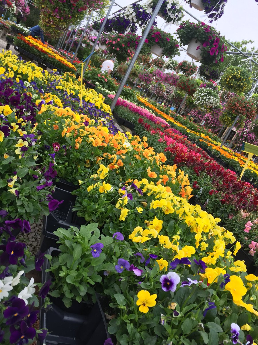 troop407's tweet photo. Scout Flower Day!
Visit Canton Floral Gardens today to help a great troop of future leaders. https://t.co/jypF0q0qha
