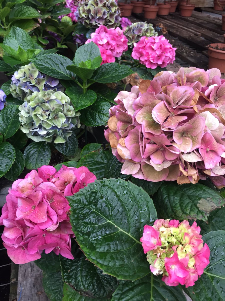 troop407's tweet photo. Scout Flower Day!
Visit Canton Floral Gardens today to help a great troop of future leaders. https://t.co/jypF0q0qha