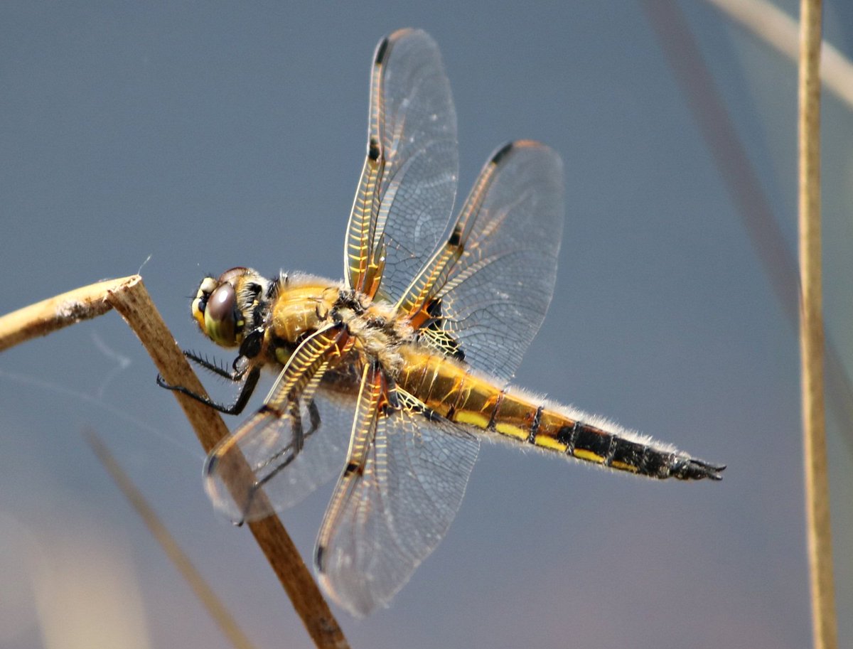 MeleeWilmslow's tweet photo. fascinating watching #Dragonflies on Lindow SSI peat bog today #wilmslow #cheshire @CECRangers @TransitionWilms https://t.co/qfYI360ksk