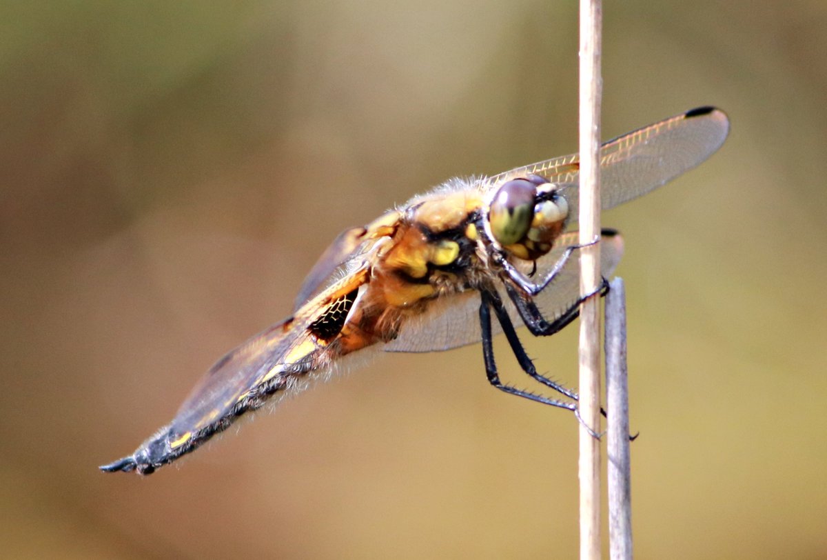 MeleeWilmslow's tweet photo. fascinating watching #Dragonflies on Lindow SSI peat bog today #wilmslow #cheshire @CECRangers @TransitionWilms https://t.co/qfYI360ksk