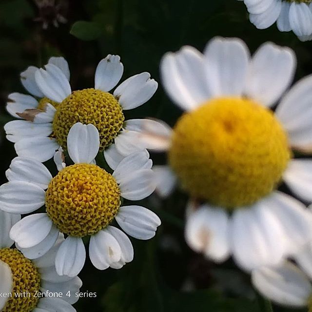bgoguide's tweet photo. These small flowers may look small but it adds color to the world. Trying out the Depth of Fields capability of the #Zenfone4 and it is awesome!
#Zenfone5 #BestOfBaguio #BestOfBenguet #zymph #pbnetbaguio #Kaizen #LetsGuide #LocalGuides #BaguioCityGuide β¦ https://t.co/NnJgshy7xH https://t.co/h7OUErq7x6