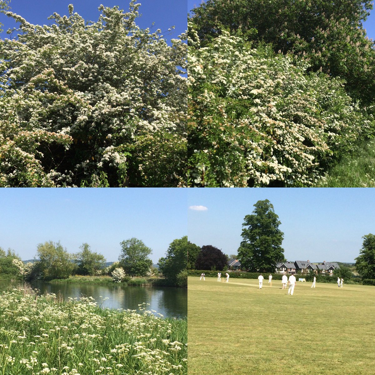 cookstuff's tweet image. it’s been a few weeks since I’ve had a walk around where I live. Last time I was walking my new hip in in the rain!
There’s now Hockney-esque hawthorn blossom, people messing around by the Thames and leather now being whacked by willow on our cricket pitch!
#move #chill #sunday