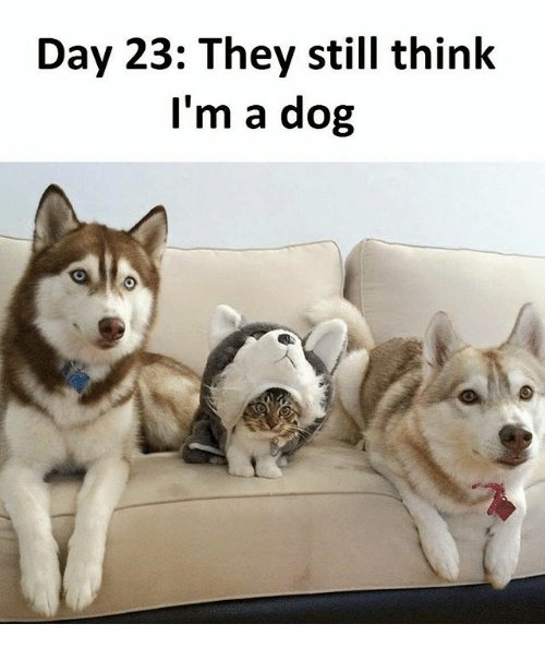 Happy Feet Pet Supplies (PetFeet) Twitter