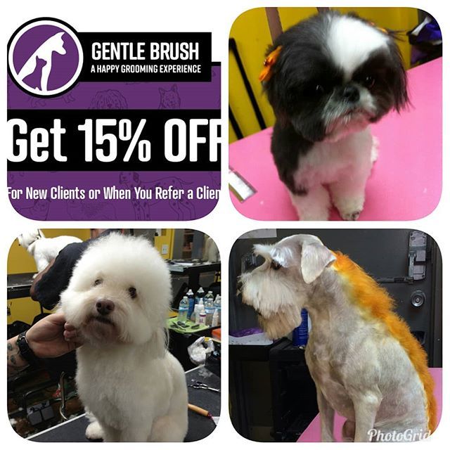 Gentlebrush's tweet photo. Get a new look. 15% off for #NewClients wanting a #HappyGroomingExperience at #GentleBrush.
.
.
.
#AltonRoad #Happy #DogsAndCats #SobeGrooming #GroomingSobe #GroomingDoneRight #BeachDogs #BeachGrooms #MiamiBeach #SouthBeach #Cats #Dogs #Cute #AlwaysHappy… https://t.co/4A2NMYCJVi https://t.co/KriI1P0DdP