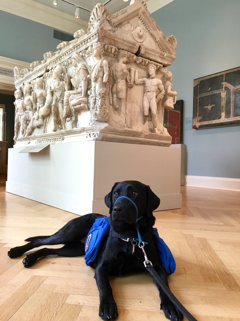 DougGrandin's tweet photo. @NEADSdogs Service dog in training Heidi visited the @RISDMuseum today and learned that in ancient Egypt, dogs were worshiped as Gods. Hmmmm... https://t.co/AeQa0rEvNS