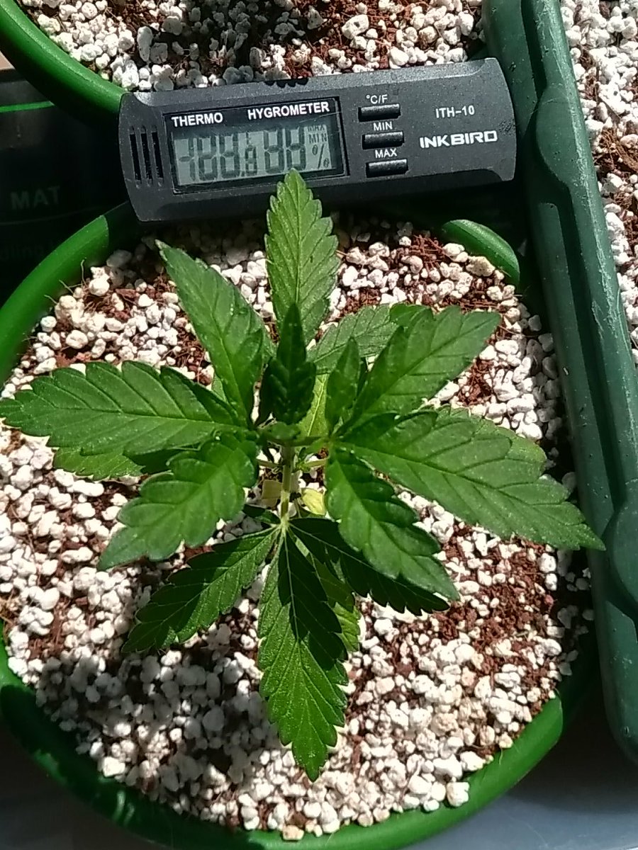 ShaggyGrower's tweet photo. #SpaceCookies back on track after being too cold for a few weeks.
Seeds by #ParadiseSeeds
#SCGrow #cannabis #weed #CannabisCommunity https://t.co/wgC9deyMuU