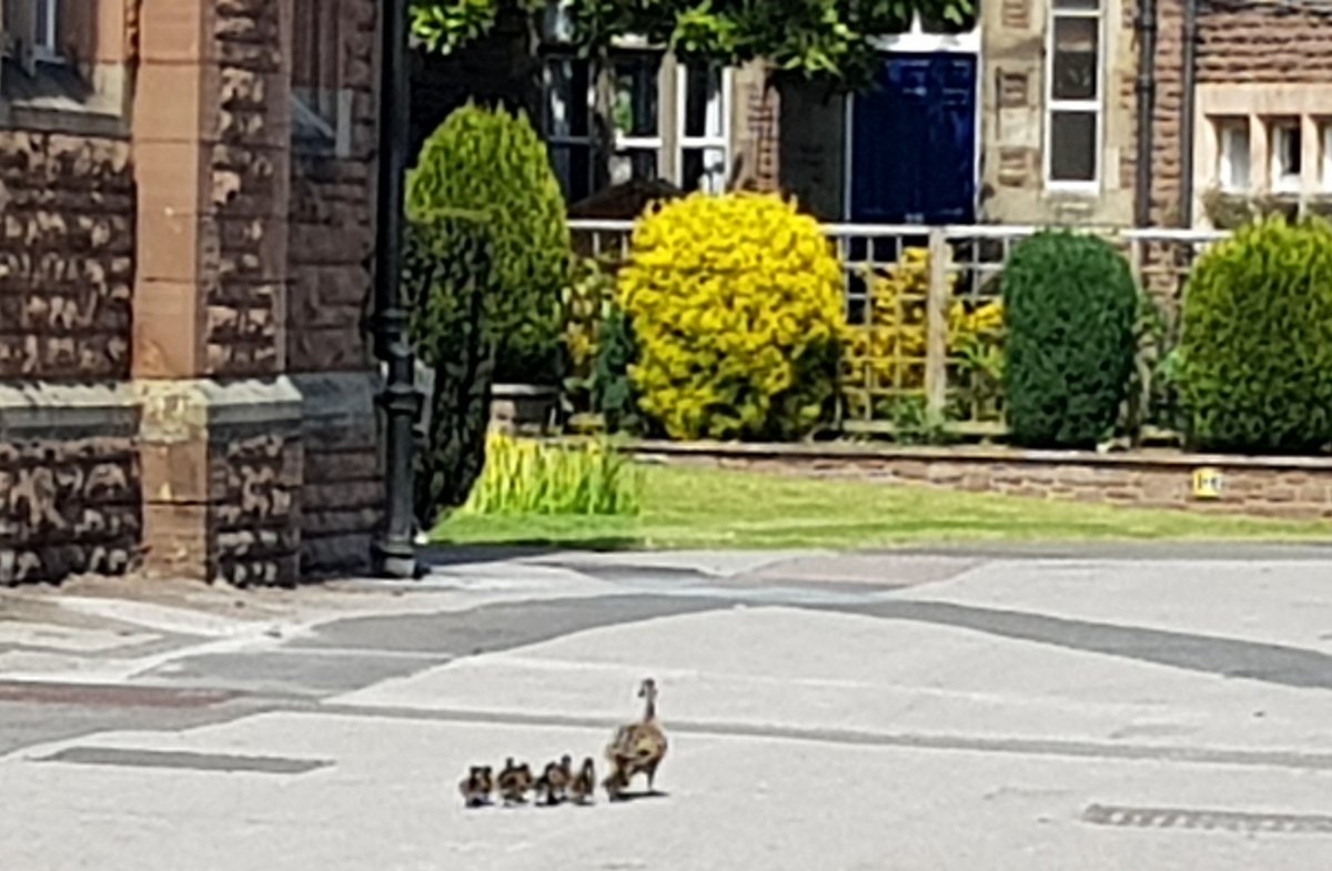 MSComputing's tweet photo. A little break from #WyeHack to escort the ducks back to the pond. Wouldnt want them to meet the #BoardingHouseDogs https://t.co/fhBgiA6AgU
