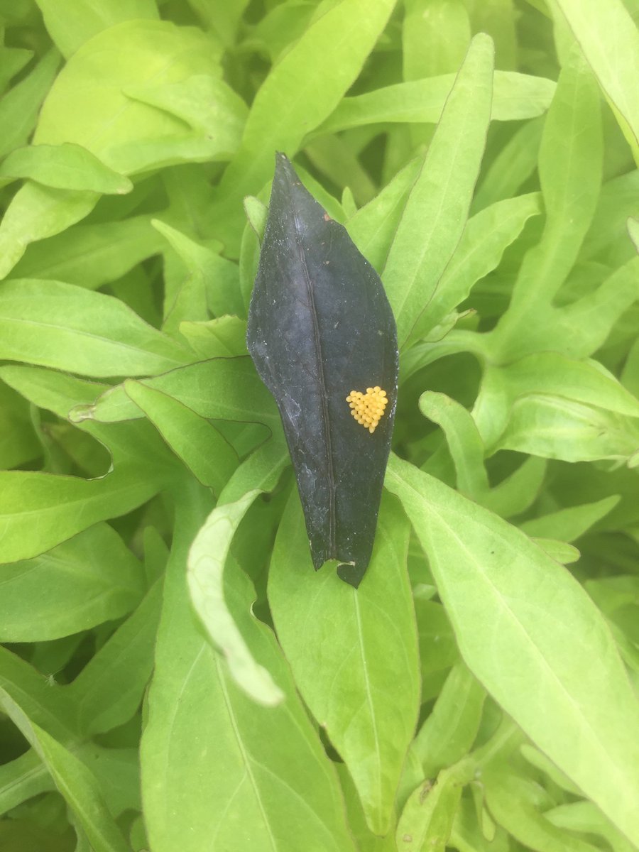 Justin Leavitt tweet media